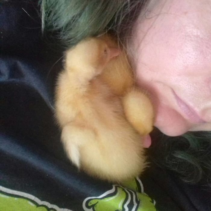 Woman Hatches 3 Cute Ducklings From Supermarket Eggs Woman Hatches 3 Cute Ducklings From Supermarket Eggs