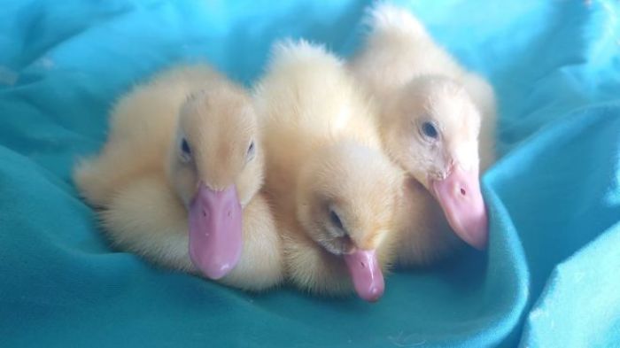 Woman Hatches 3 Cute Ducklings From Supermarket Eggs Woman Hatches 3 Cute Ducklings From Supermarket Eggs