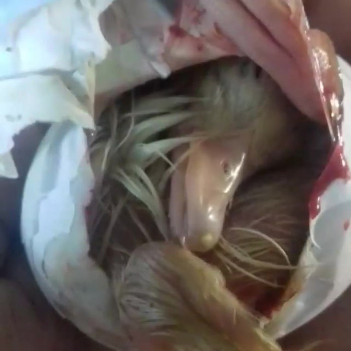 Woman Hatches 3 Cute Ducklings From Supermarket Eggs Woman Hatches 3 Cute Ducklings From Supermarket Eggs