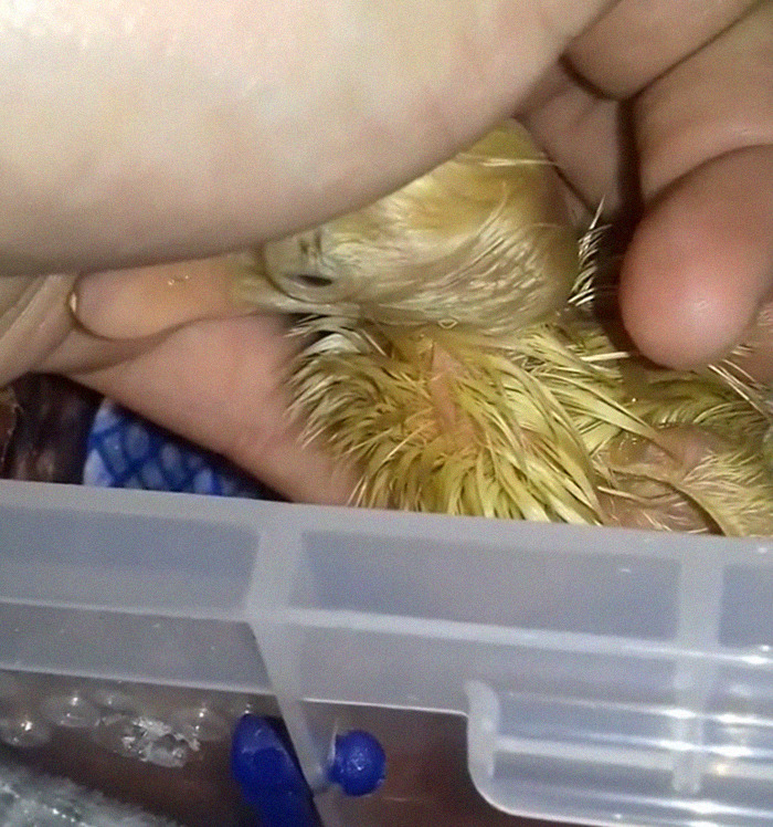 Woman Hatches 3 Cute Ducklings From Supermarket Eggs Woman Hatches 3 Cute Ducklings From Supermarket Eggs