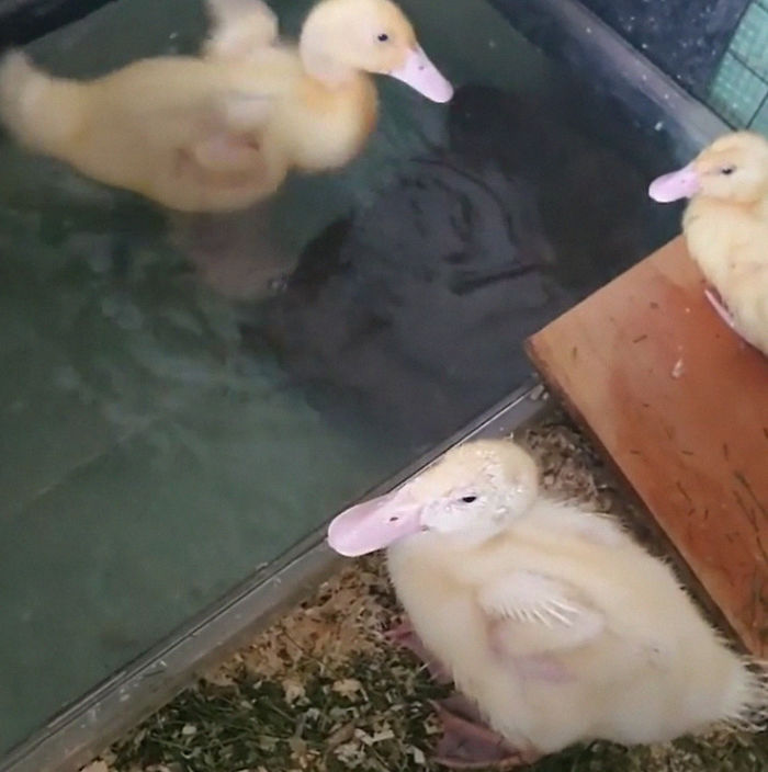 Woman Hatches 3 Cute Ducklings From Supermarket Eggs Woman Hatches 3 Cute Ducklings From Supermarket Eggs