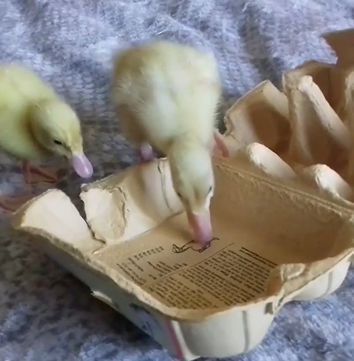 Woman Hatches 3 Cute Ducklings From Supermarket Eggs Woman Hatches 3 Cute Ducklings From Supermarket Eggs