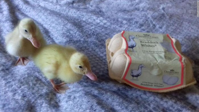 Woman Hatches 3 Cute Ducklings From Supermarket Eggs Woman Hatches 3 Cute Ducklings From Supermarket Eggs