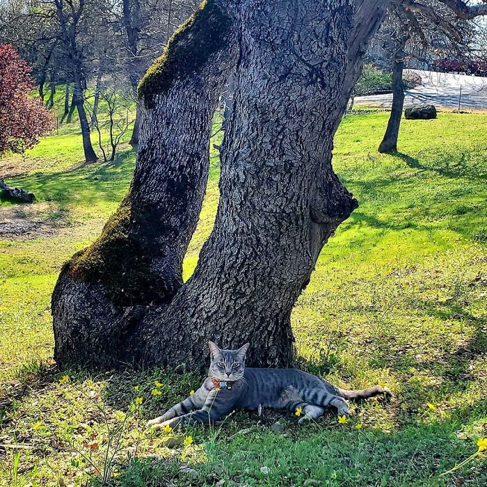 The Sad Goodbye Between Cat And Puppy Best Friends After Puppy Finds Forever Home The Sad Goodbye Between Cat And Puppy Best Friends After Puppy Finds Forever Home