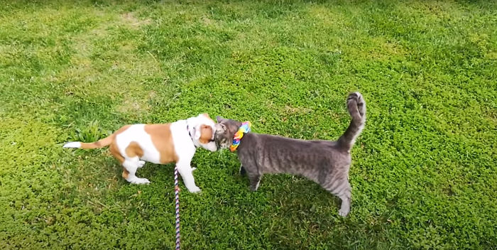 The Sad Goodbye Between Cat And Puppy Best Friends After Puppy Finds Forever Home The Sad Goodbye Between Cat And Puppy Best Friends After Puppy Finds Forever Home