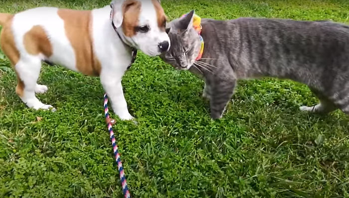 The Sad Goodbye Between Cat And Puppy Best Friends After Puppy Finds Forever Home The Sad Goodbye Between Cat And Puppy Best Friends After Puppy Finds Forever Home