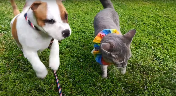 The Sad Goodbye Between Cat And Puppy Best Friends After Puppy Finds Forever Home The Sad Goodbye Between Cat And Puppy Best Friends After Puppy Finds Forever Home
