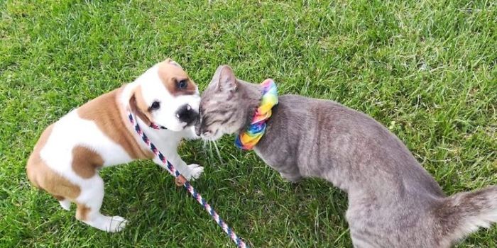 The Sad Goodbye Between Cat And Puppy Best Friends After Puppy Finds Forever Home The Sad Goodbye Between Cat And Puppy Best Friends After Puppy Finds Forever Home