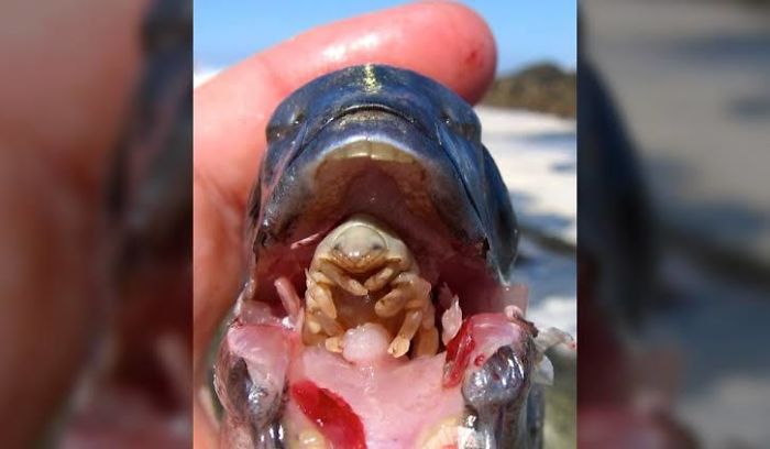 This Is The Stuff Of Nightmares. No This Fish Does Not Have It’s Next Meal. It Has A Parasite In It’s Mouth. The Parasitic Isopod Gets In Through The Gills, Eats The Fish’s Tongue Then Attaches Itself To The Left Over Stub. It Then Feeds Off The Fish’s Bodily Fluids. Surprisingly Besides It Eating The Tongue It Doesn’t Harm The Fish