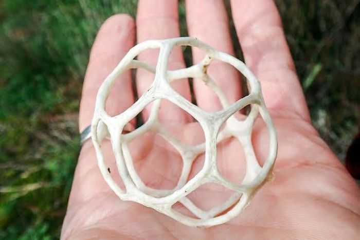 This Hollow Soccer Ball Looking Thing Is A Jack-In-The-Box Fungi. It Is Part Of The Stinkhorn Family And Supposedly Has A Smell Similar To Sour Milk