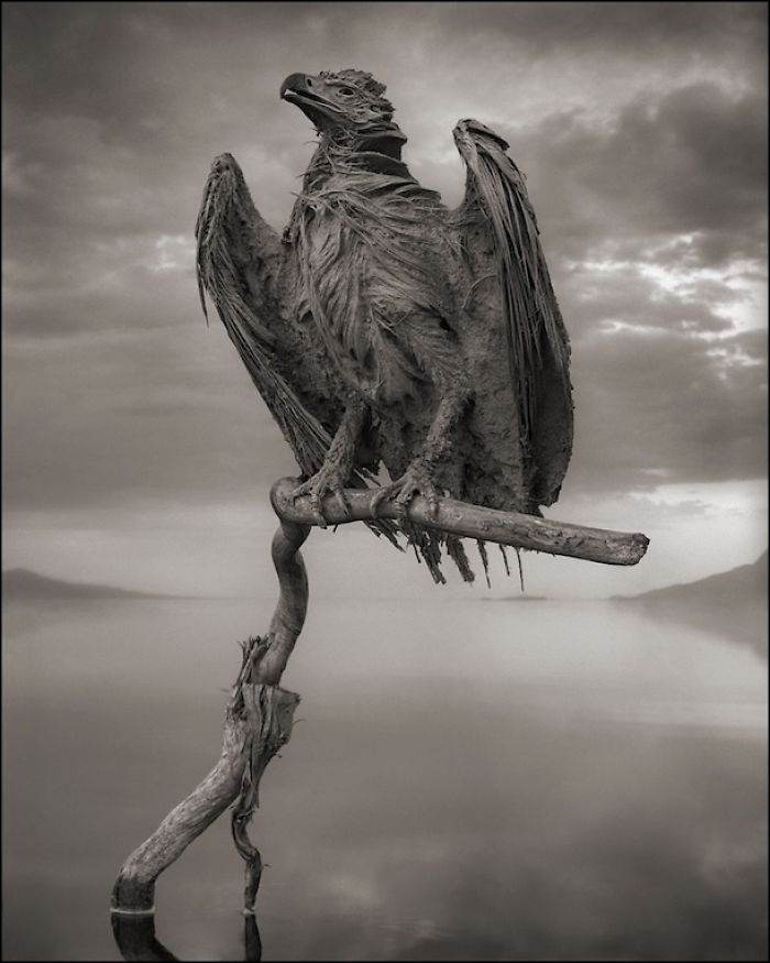 This Bird Among Many Others Were Found Calcified, Preserved By The Waters Of Lake Natron In Tanzania. The Water Is Extremely Alkaline Due To The High Amounts Of Chemical Natron (Sodium Carbonate And Baking Soda)