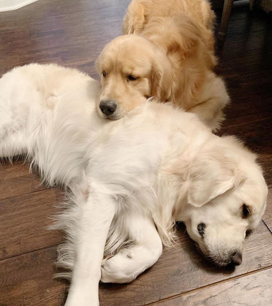 These Adorable Dogs Love Using Each Other As Pillows (26 Pics) These Adorable Dogs Love Using Each Other As Pillows (26 Pics)