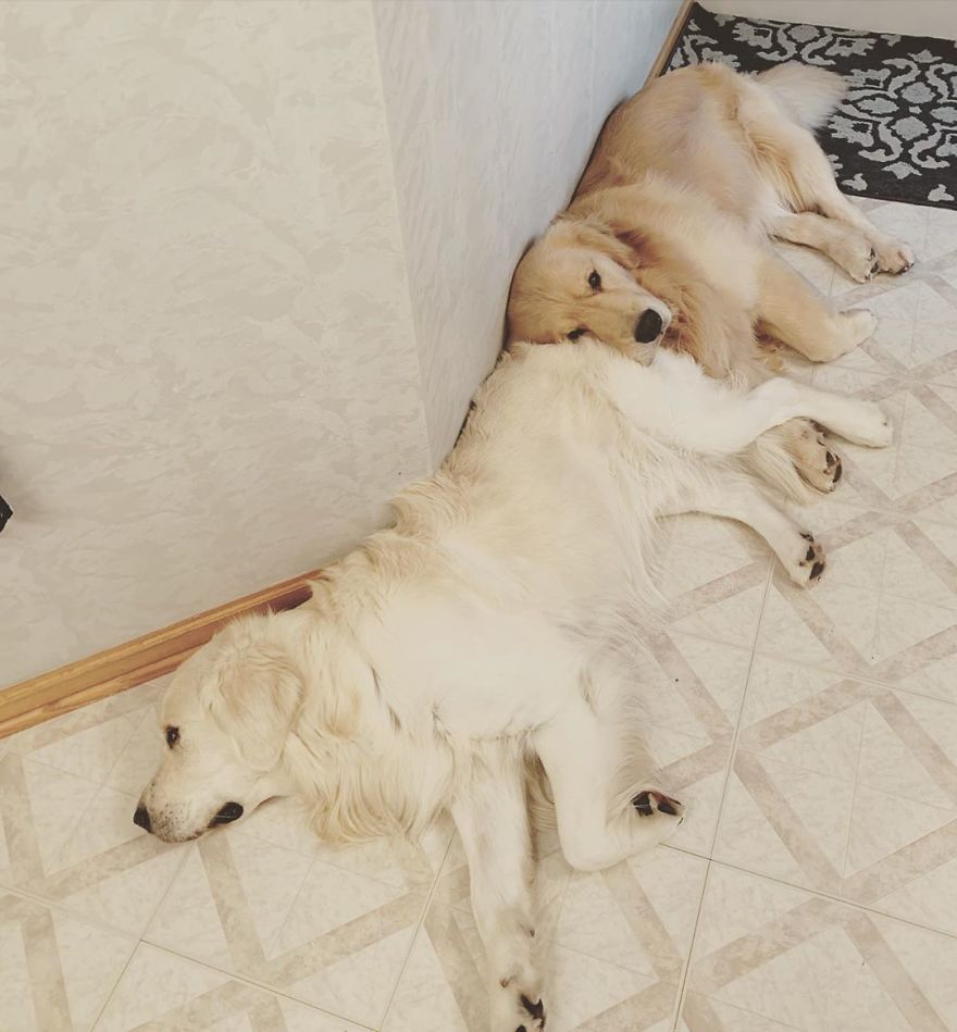 These Adorable Dogs Love Using Each Other As Pillows (26 Pics) These Adorable Dogs Love Using Each Other As Pillows (26 Pics)