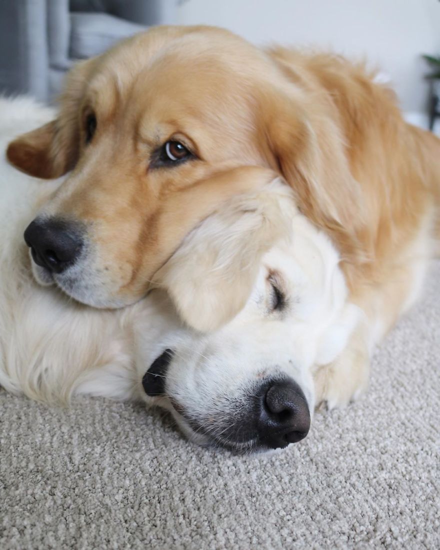 These Adorable Dogs Love Using Each Other As Pillows (26 Pics) These Adorable Dogs Love Using Each Other As Pillows (26 Pics)