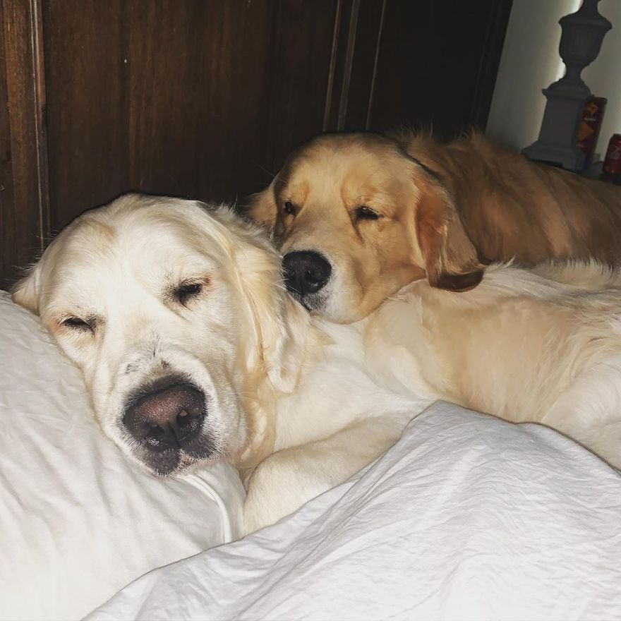 These Adorable Dogs Love Using Each Other As Pillows (26 Pics)