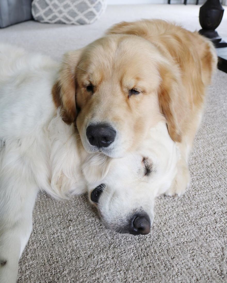 These Adorable Dogs Love Using Each Other As Pillows (26 Pics)