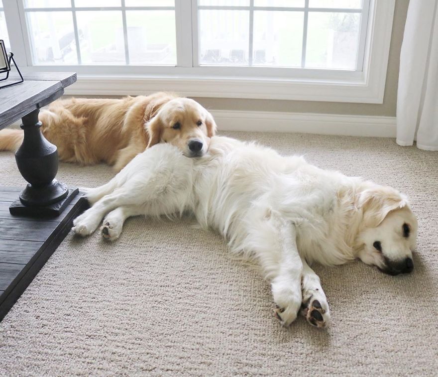 These Adorable Dogs Love Using Each Other As Pillows (26 Pics)