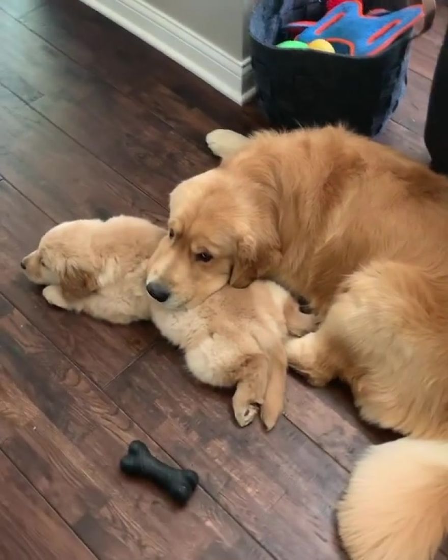 These Adorable Dogs Love Using Each Other As Pillows (26 Pics) These Adorable Dogs Love Using Each Other As Pillows (26 Pics)