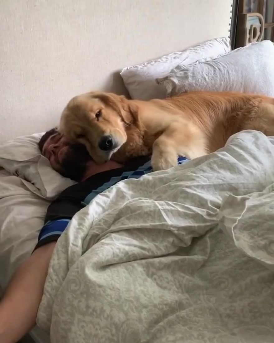 These Adorable Dogs Love Using Each Other As Pillows (26 Pics)