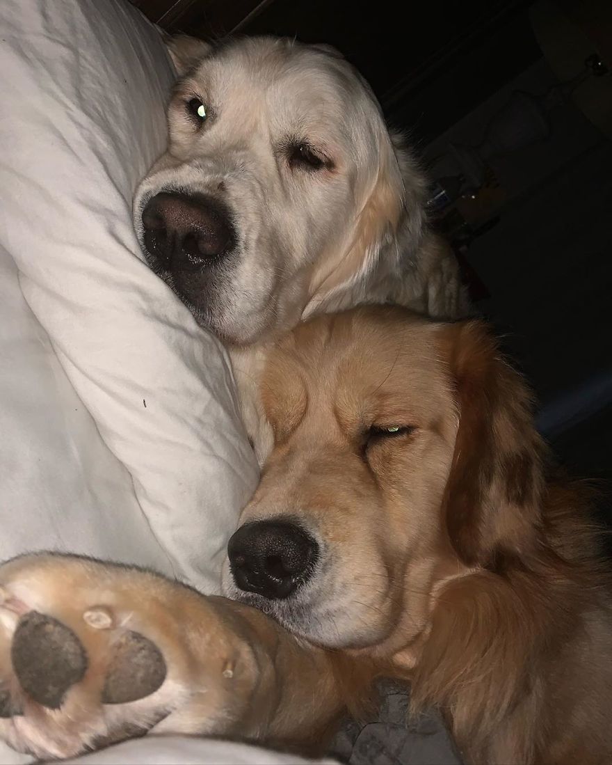 These Adorable Dogs Love Using Each Other As Pillows (26 Pics)