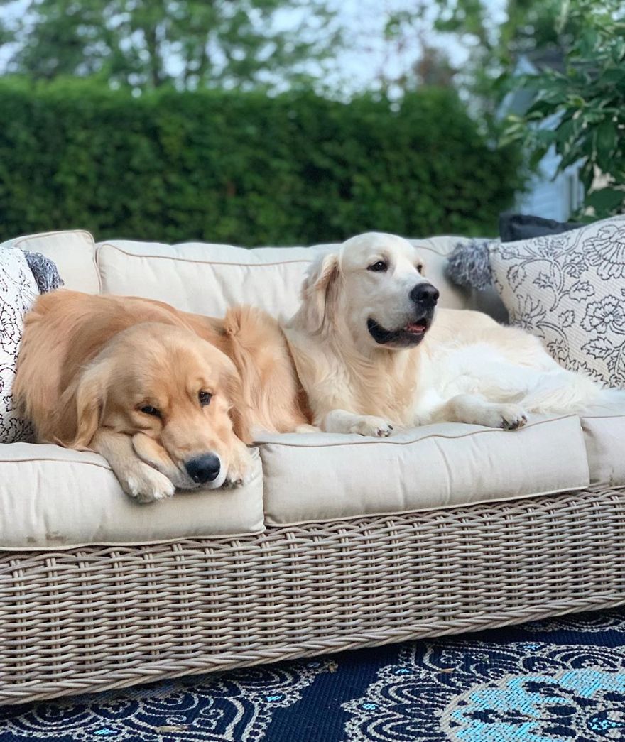 These Adorable Dogs Love Using Each Other As Pillows (26 Pics)