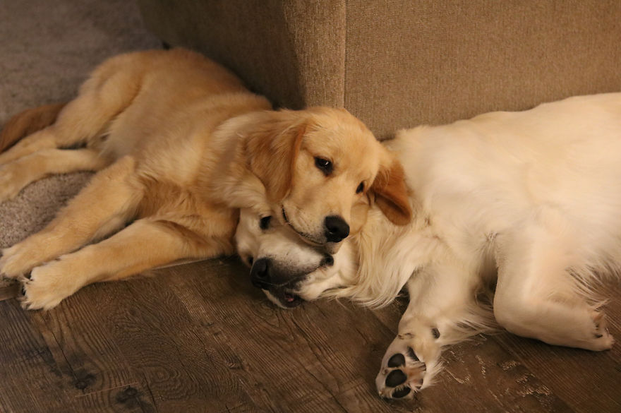 These Adorable Dogs Love Using Each Other As Pillows (26 Pics)
