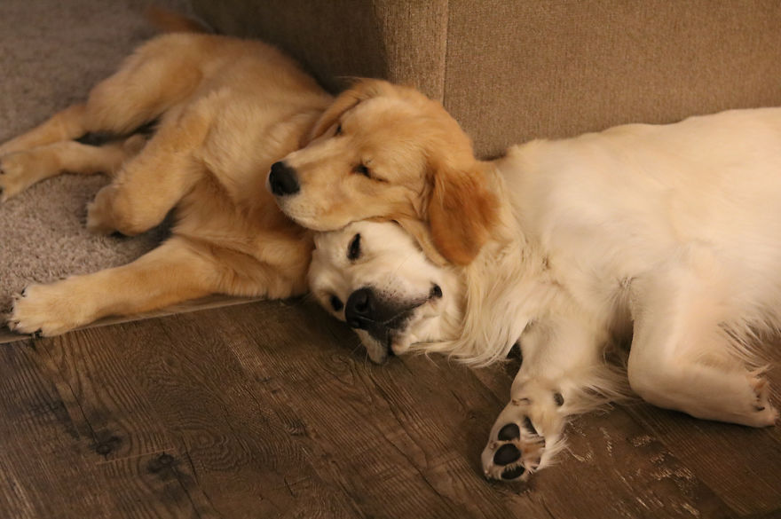 These Adorable Dogs Love Using Each Other As Pillows (26 Pics) These Adorable Dogs Love Using Each Other As Pillows (26 Pics)