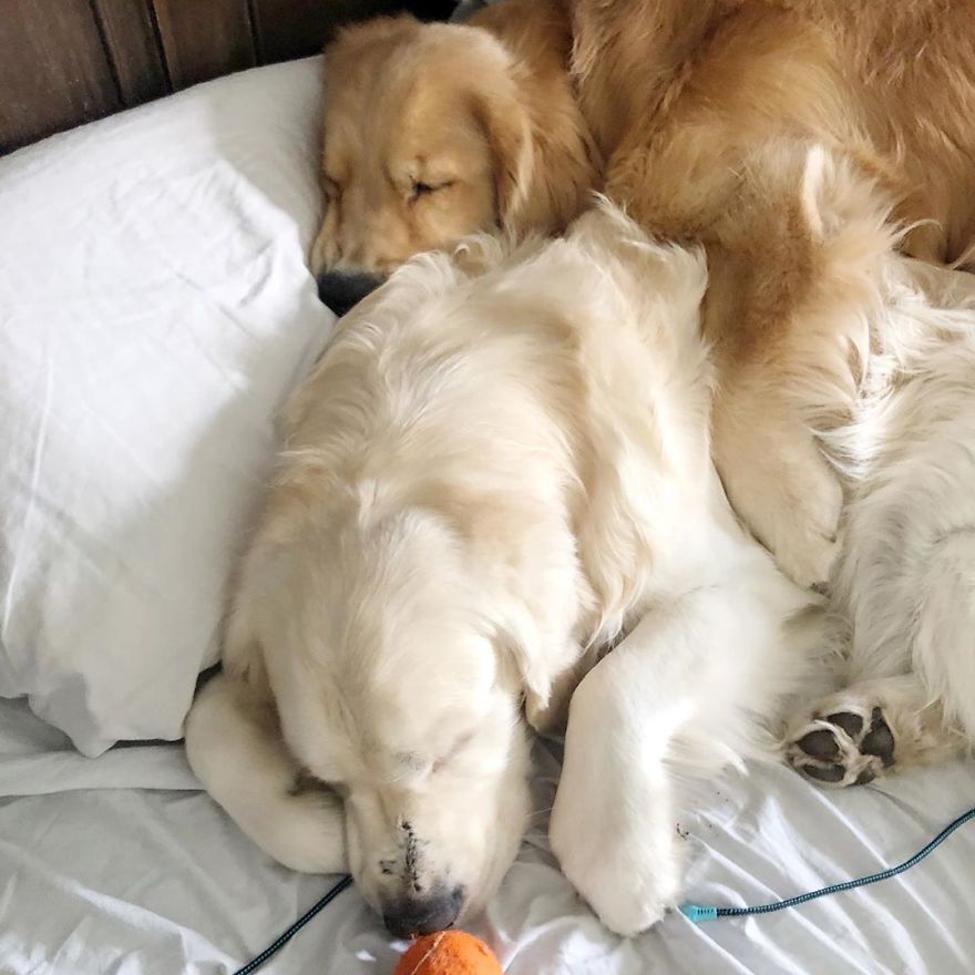 These Adorable Dogs Love Using Each Other As Pillows (26 Pics) These Adorable Dogs Love Using Each Other As Pillows (26 Pics)