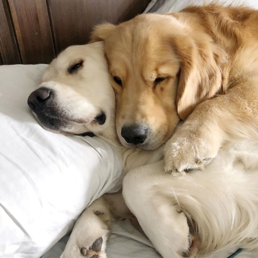 These Adorable Dogs Love Using Each Other As Pillows (26 Pics)