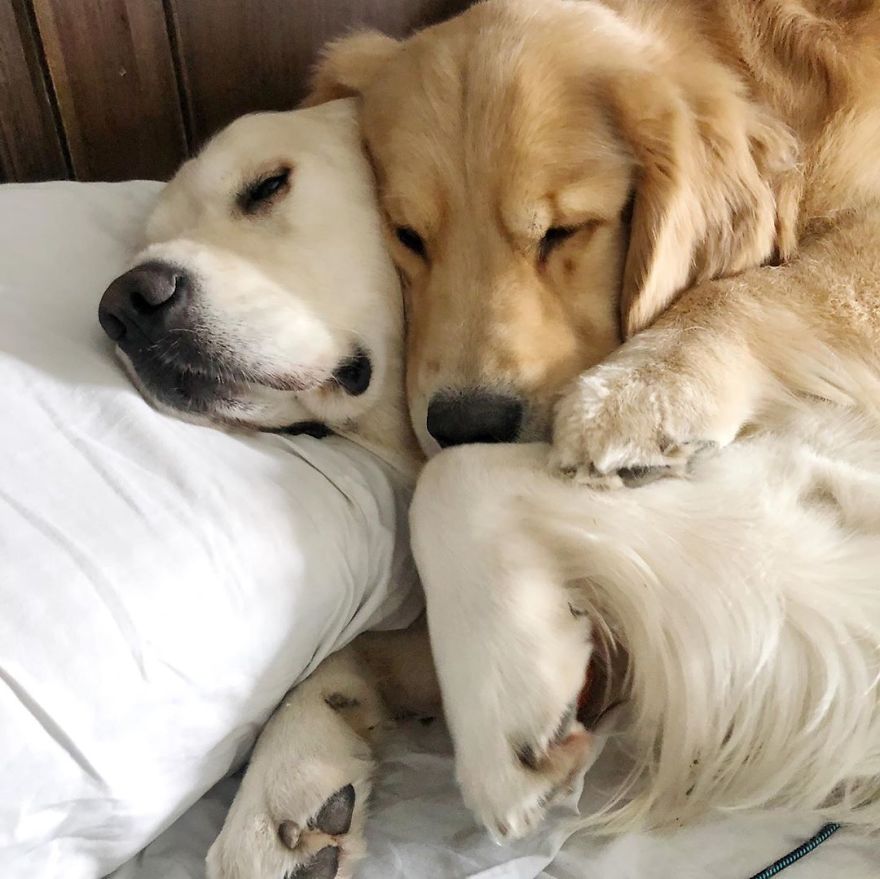 These Adorable Dogs Love Using Each Other As Pillows (26 Pics) These Adorable Dogs Love Using Each Other As Pillows (26 Pics)