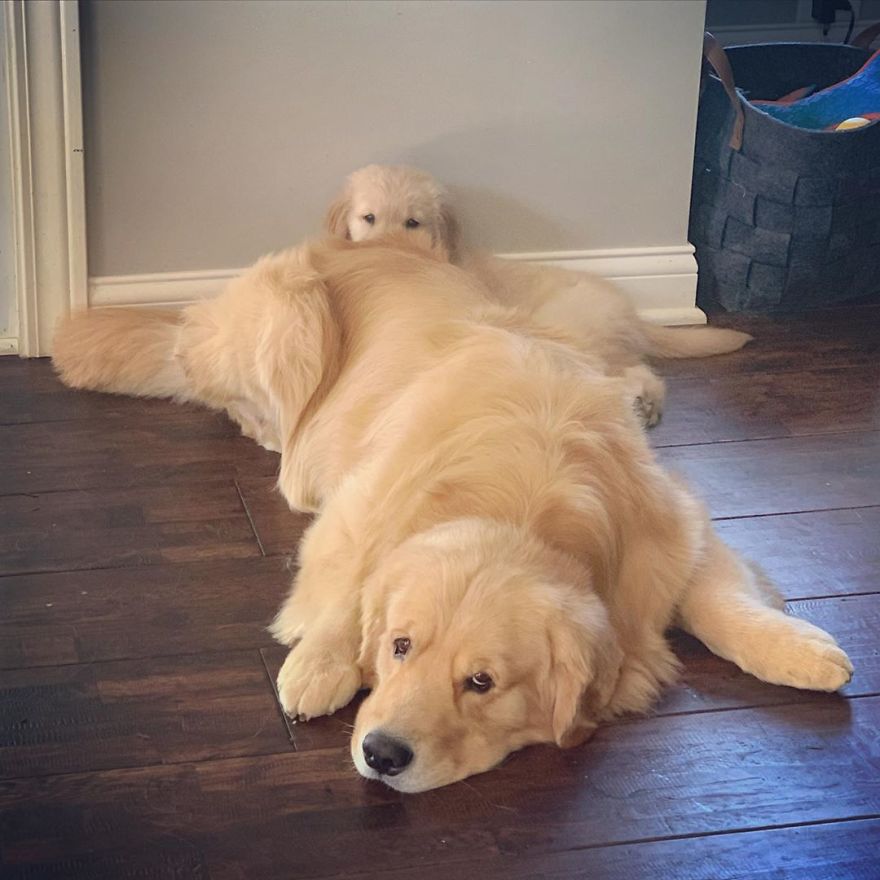 These Adorable Dogs Love Using Each Other As Pillows (26 Pics) These Adorable Dogs Love Using Each Other As Pillows (26 Pics)