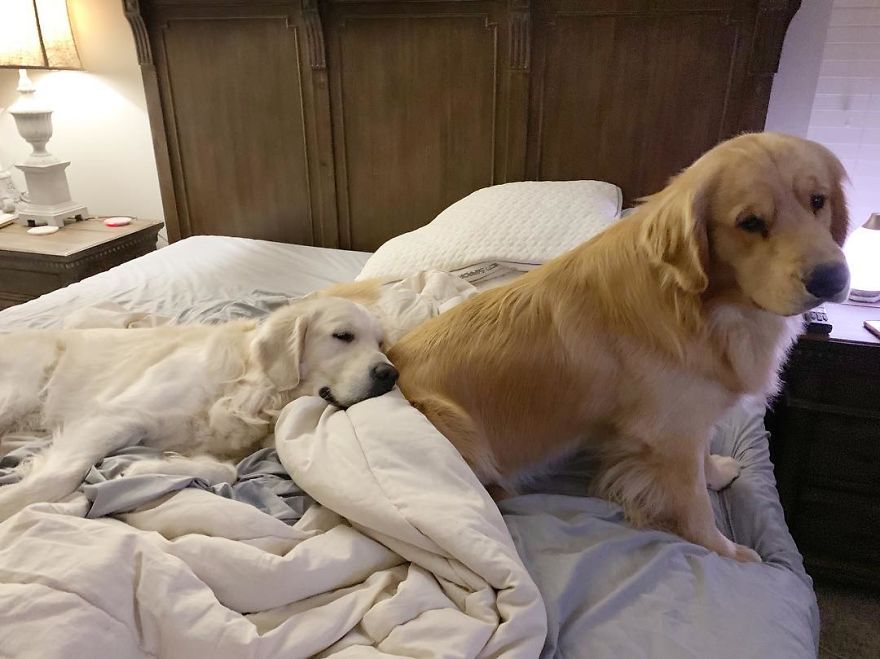 These Adorable Dogs Love Using Each Other As Pillows (26 Pics)