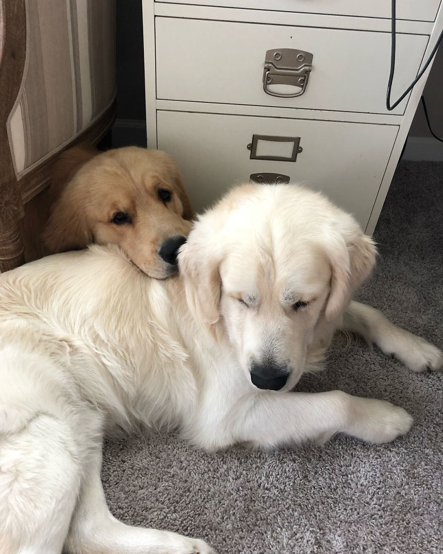 These Adorable Dogs Love Using Each Other As Pillows (26 Pics)