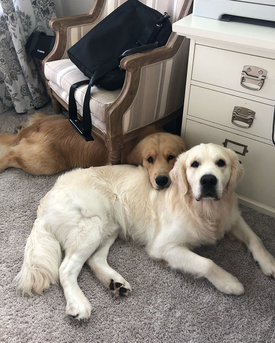 These Adorable Dogs Love Using Each Other As Pillows (26 Pics) These Adorable Dogs Love Using Each Other As Pillows (26 Pics)