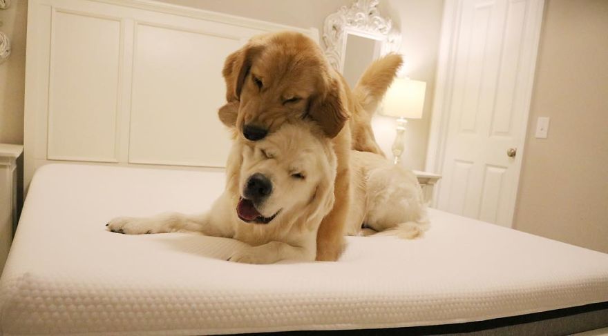 These Adorable Dogs Love Using Each Other As Pillows (26 Pics)