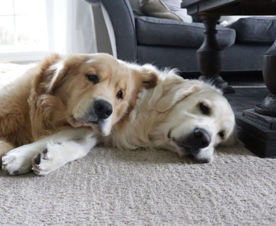 These Adorable Dogs Love Using Each Other As Pillows (26 Pics)