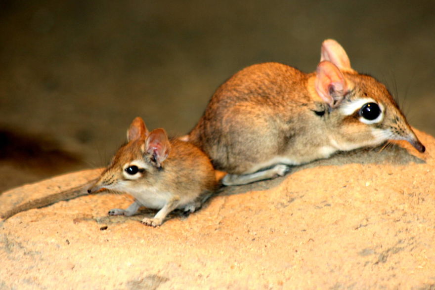 This Cute, Minuscule Creature Looks Like A Ball Of Fur With An Elephants Trunk!