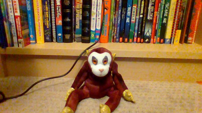 This Sloth Can Stare At U From Any Angel (Except Its Back Angle)