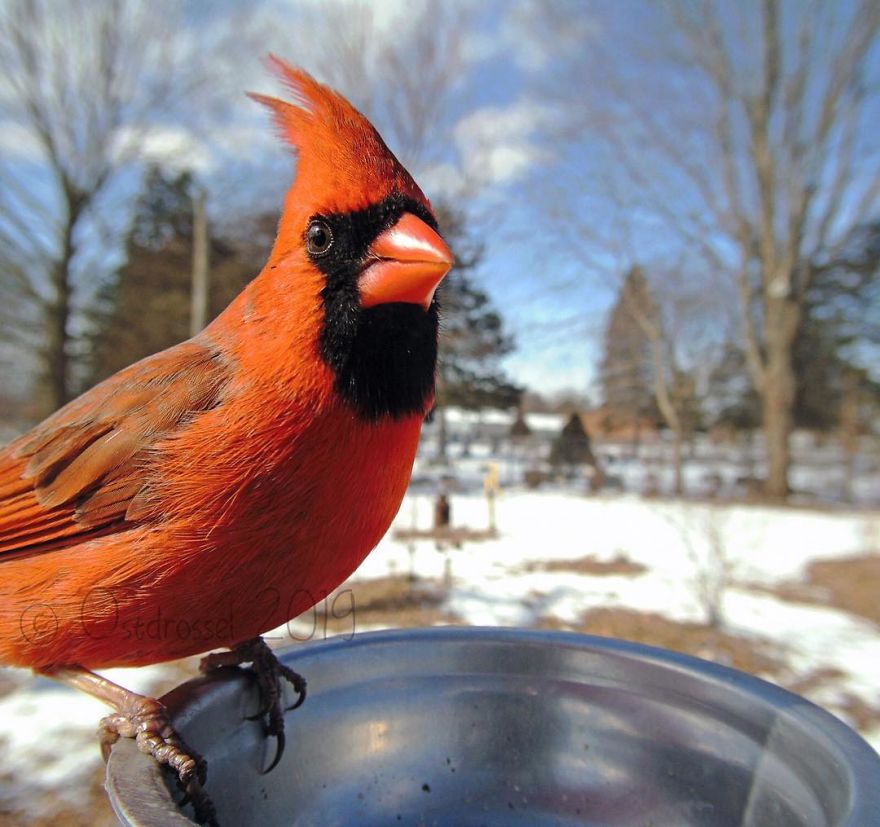 Woman Puts "Camera Trap" In Her Backyard And Gets Amazing Shots Of Birds And Other Animals (New Pics)
