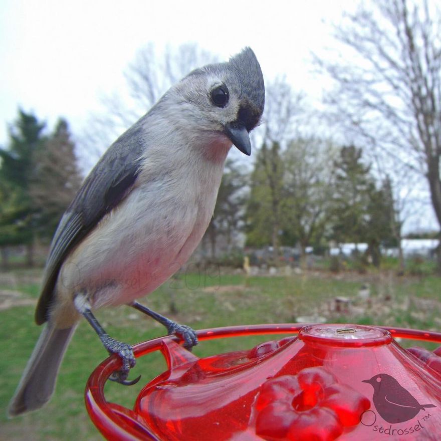 Woman Puts "Camera Trap" In Her Backyard And Gets Amazing Shots Of Birds And Other Animals (New Pics)