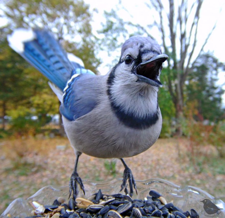 Woman Puts "Camera Trap" In Her Backyard And Gets Amazing Shots Of Birds And Other Animals (New Pics)