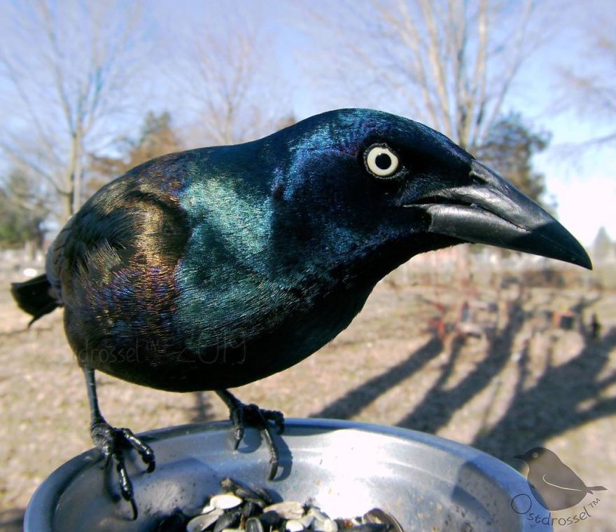 Woman Puts "Camera Trap" In Her Backyard And Gets Amazing Shots Of Birds And Other Animals (New Pics)