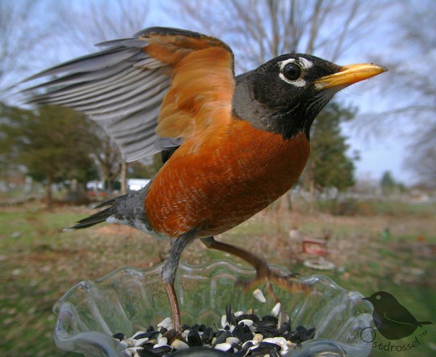 Woman Puts "Camera Trap" In Her Backyard And Gets Amazing Shots Of Birds And Other Animals (New Pics)