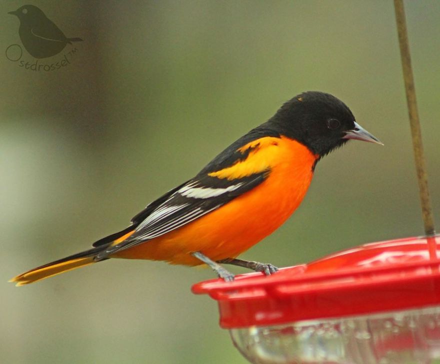 Woman Puts "Camera Trap" In Her Backyard And Gets Amazing Shots Of Birds And Other Animals (New Pics)