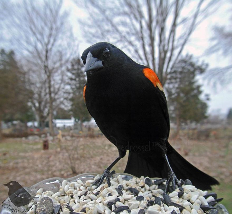 Woman Puts "Camera Trap" In Her Backyard And Gets Amazing Shots Of Birds And Other Animals (New Pics)