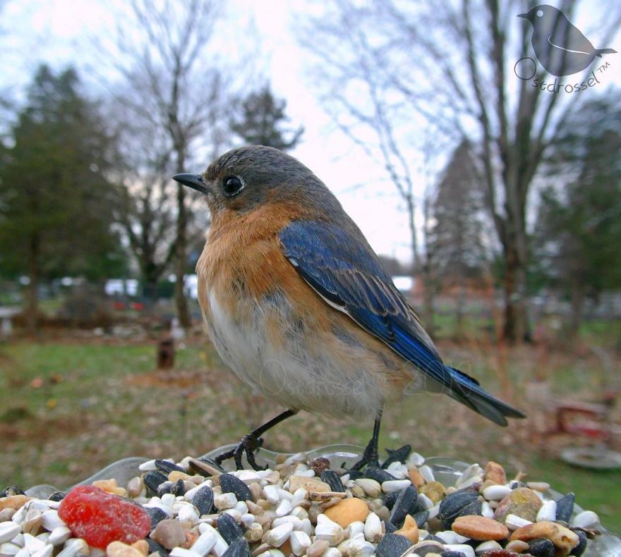 Woman Puts "Camera Trap" In Her Backyard And Gets Amazing Shots Of Birds And Other Animals (New Pics)