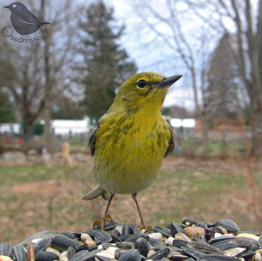 Woman Puts "Camera Trap" In Her Backyard And Gets Amazing Shots Of Birds And Other Animals (New Pics)