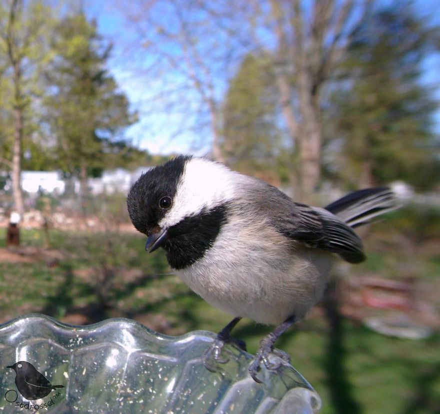 Woman Puts "Camera Trap" In Her Backyard And Gets Amazing Shots Of Birds And Other Animals (New Pics)