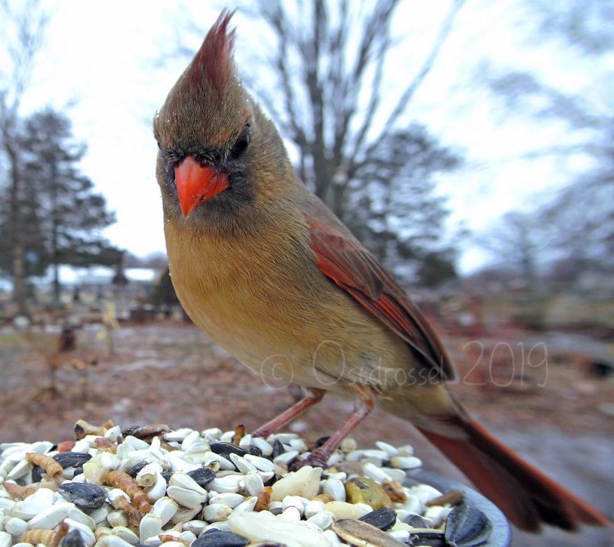 Woman Puts "Camera Trap" In Her Backyard And Gets Amazing Shots Of Birds And Other Animals (New Pics)