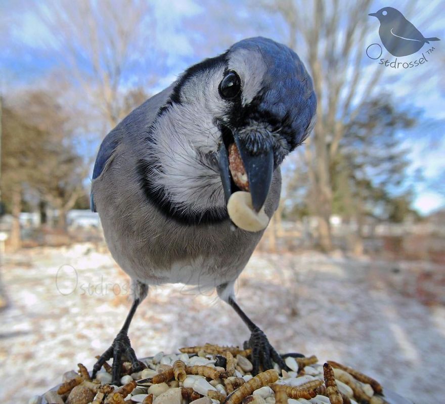 Woman Puts "Camera Trap" In Her Backyard And Gets Amazing Shots Of Birds And Other Animals (New Pics)